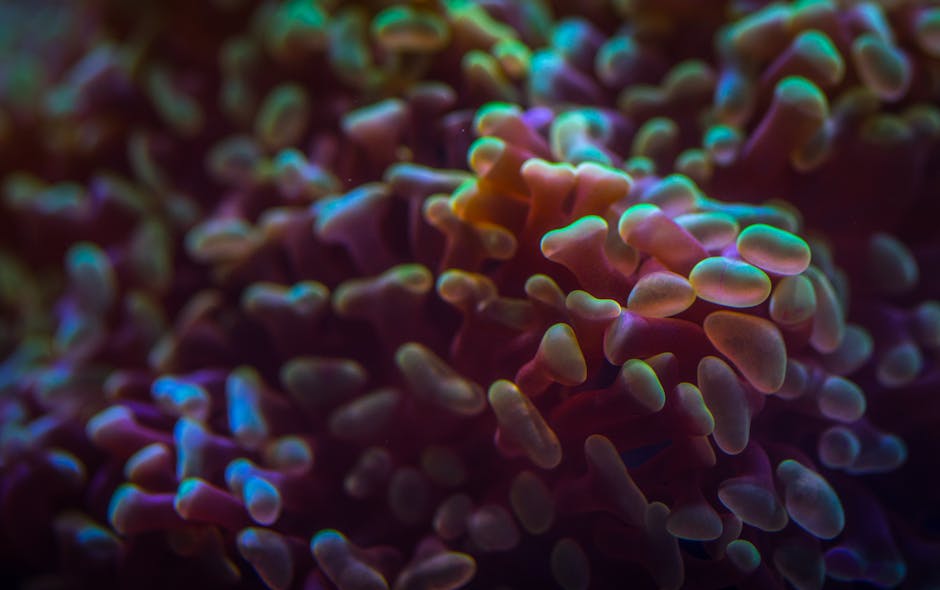 A colorful macro close-up of corals with unique textures in an underwater reef environment.